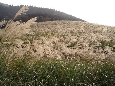 仙石原のすすき草原：Wikipediaからの抜粋.jpg