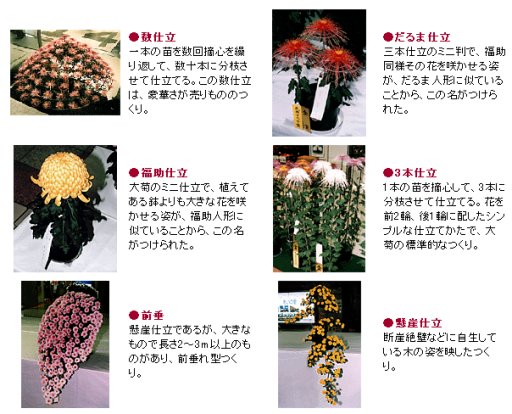 出品菊の種類：2009さっぽろ菊まつりＨＰからの抜粋.jpg