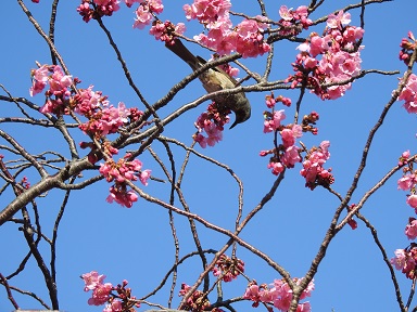 小鳥桜sonetDSCN9340.jpg