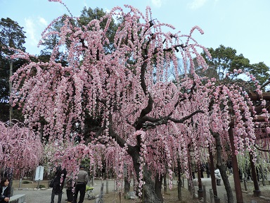 散り桜sonetDSCN2963.jpg