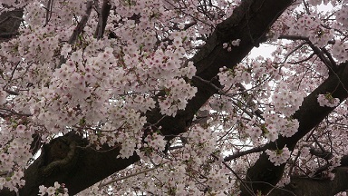 満開の桜sonetIMG_2866.jpg